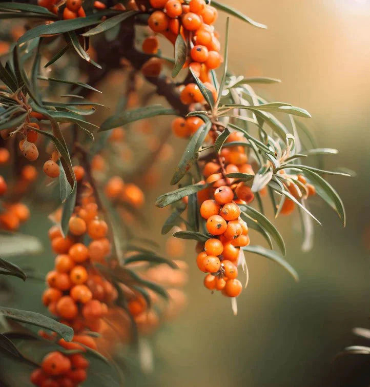 Symbiosis in the Steppes: Seabuckthorn’s Impact on Mongolian Agriculture and Health